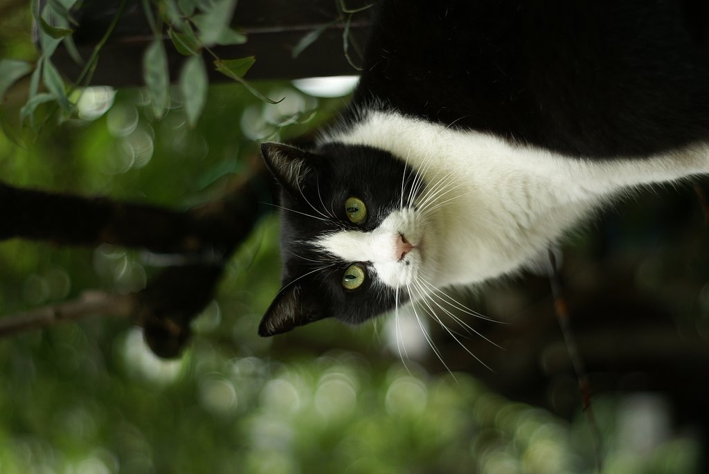 猫との遭遇