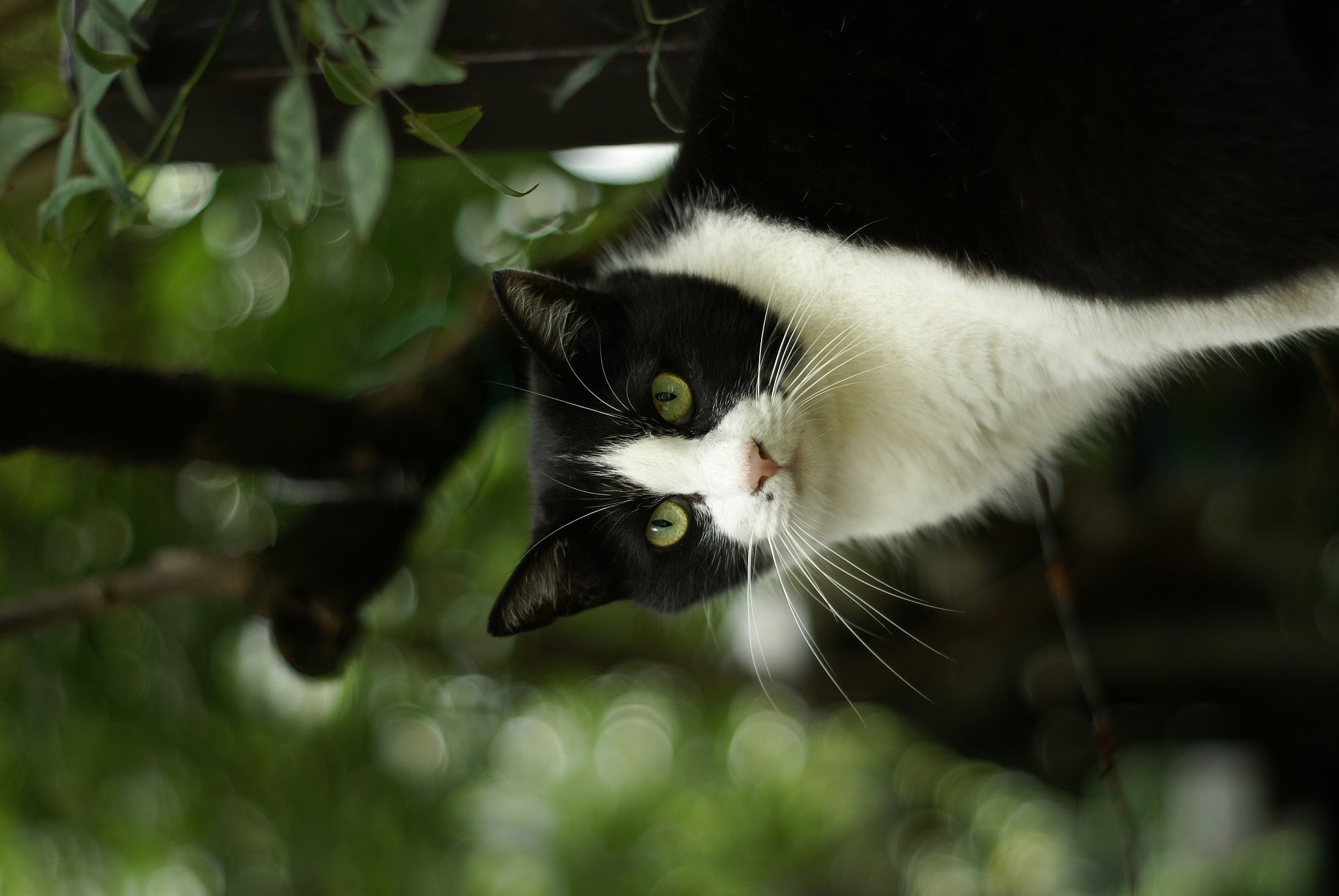 猫との遭遇