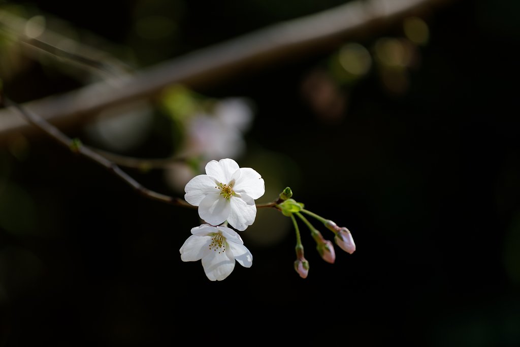 山桜２