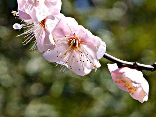梅