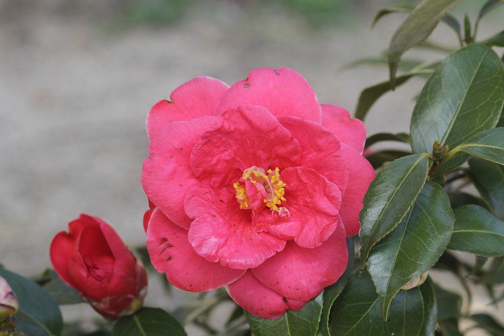 椿の花