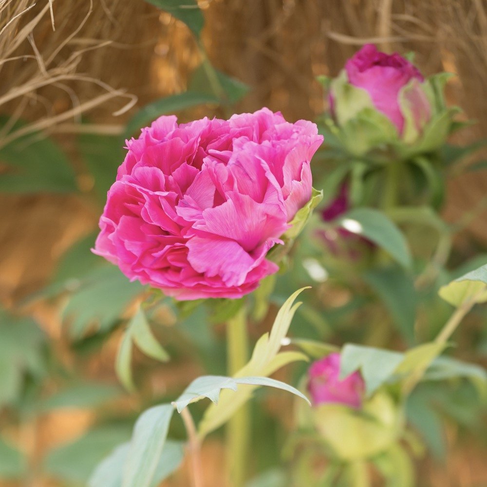 TS-E 135mm F4 MACRO 牡丹