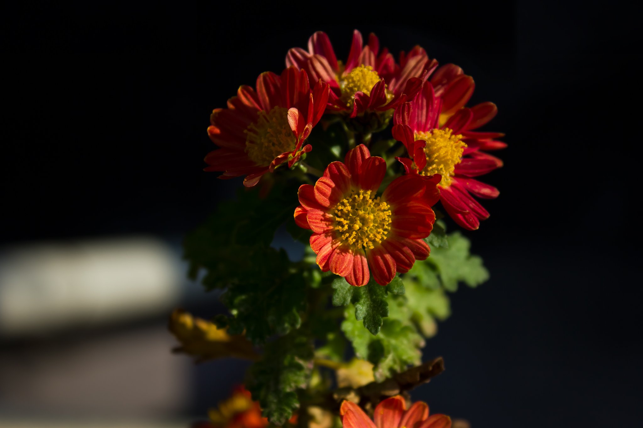 初日に咲く菊