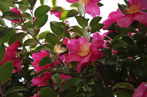 元旦の山茶花