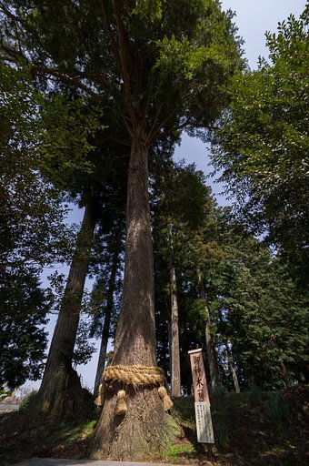 SIGMA 10-20mm F4-5.6 EX DC