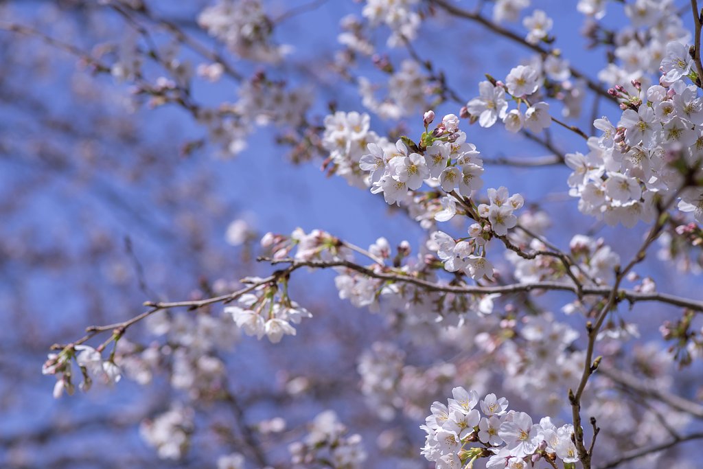 桜に囲まれて