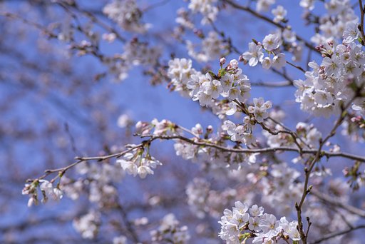 桜に囲まれて