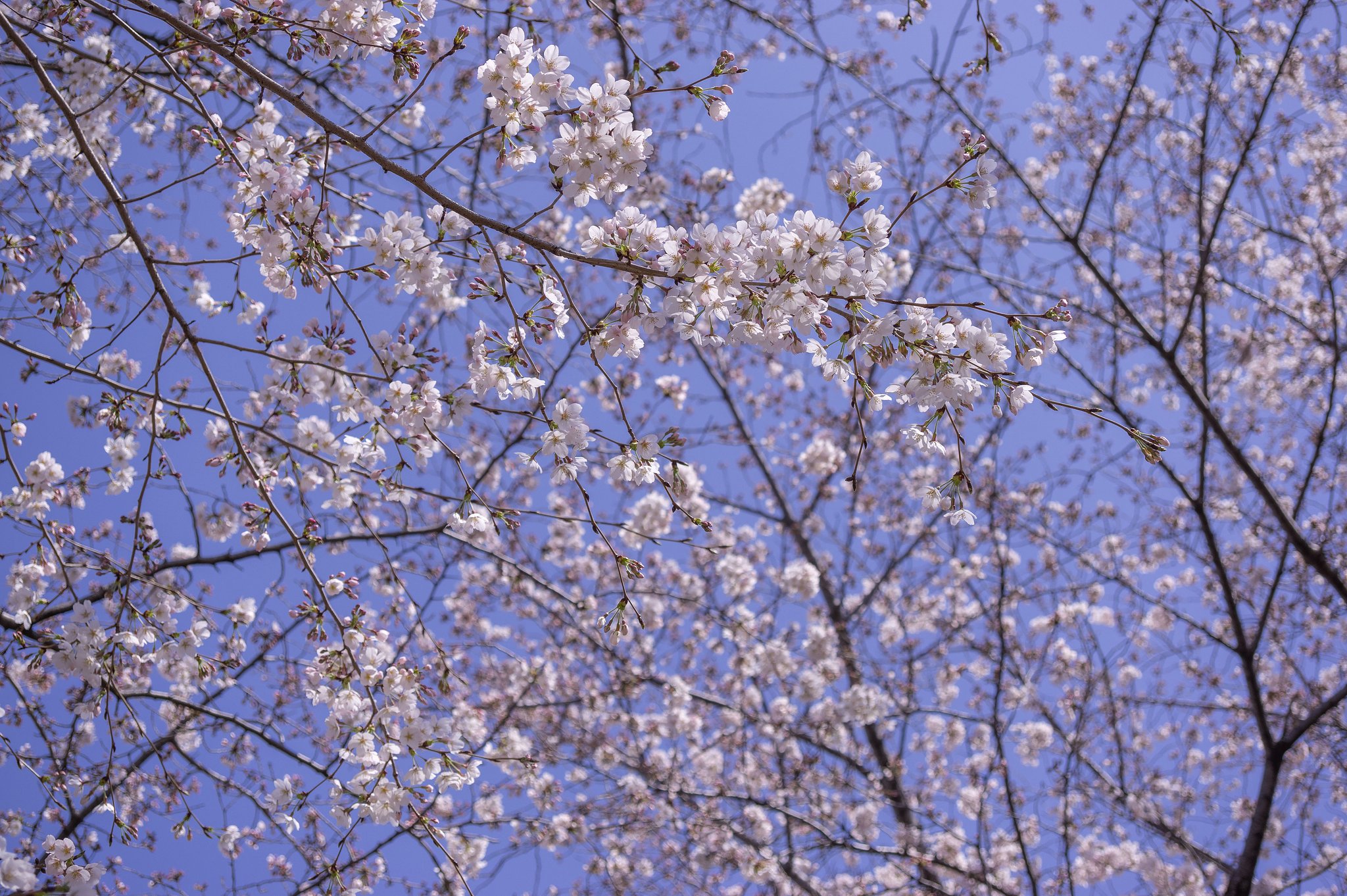 見上げた青空には