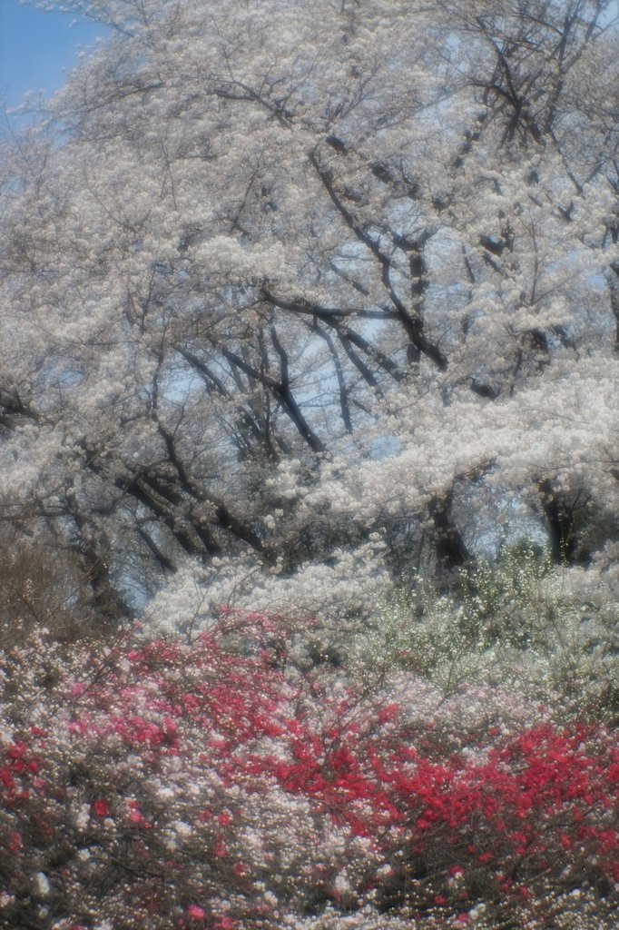 花桃と染井吉野