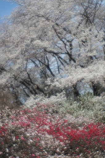 花桃と染井吉野