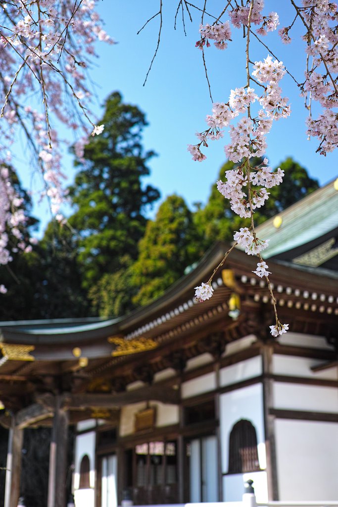 京都に行きたい！でも行けない