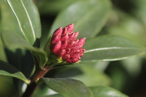 チンチョウゲの蕾