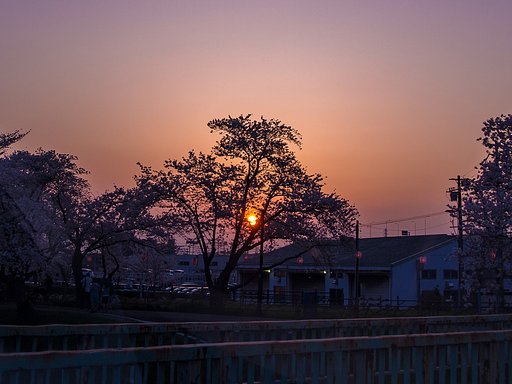 【春景】夕日を浴びながら 