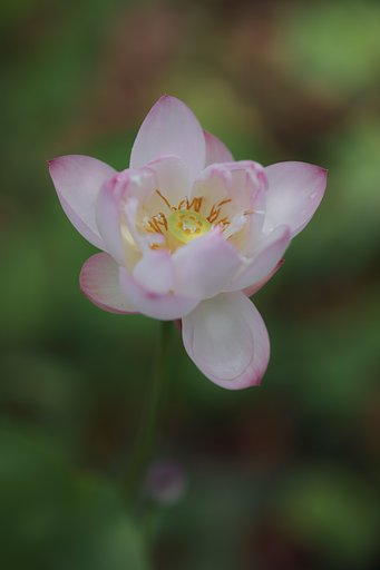 小寿星蓮