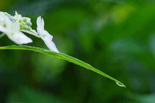 雨上がり