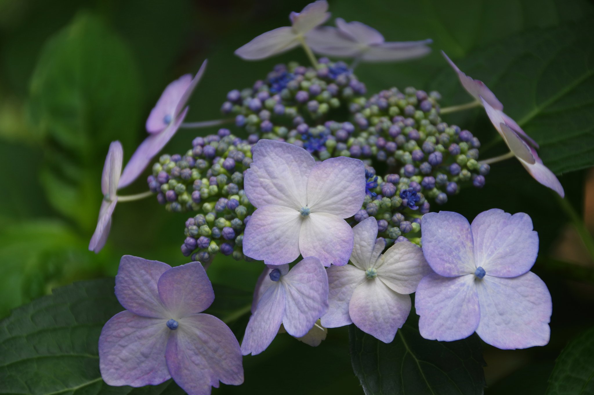 紫陽花開花