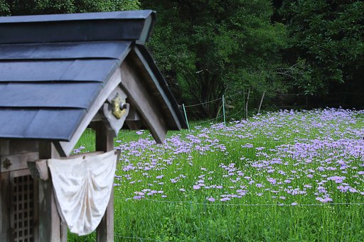 北山友禅菊 Ⅲ