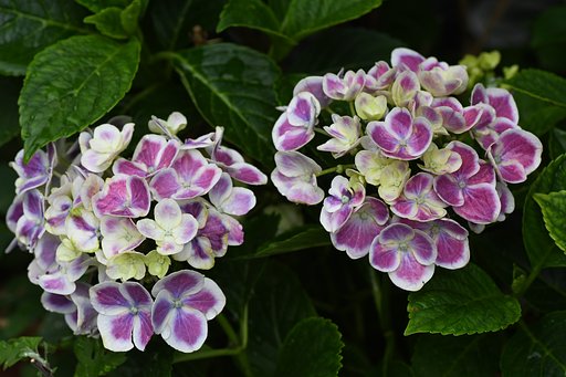 紫陽花