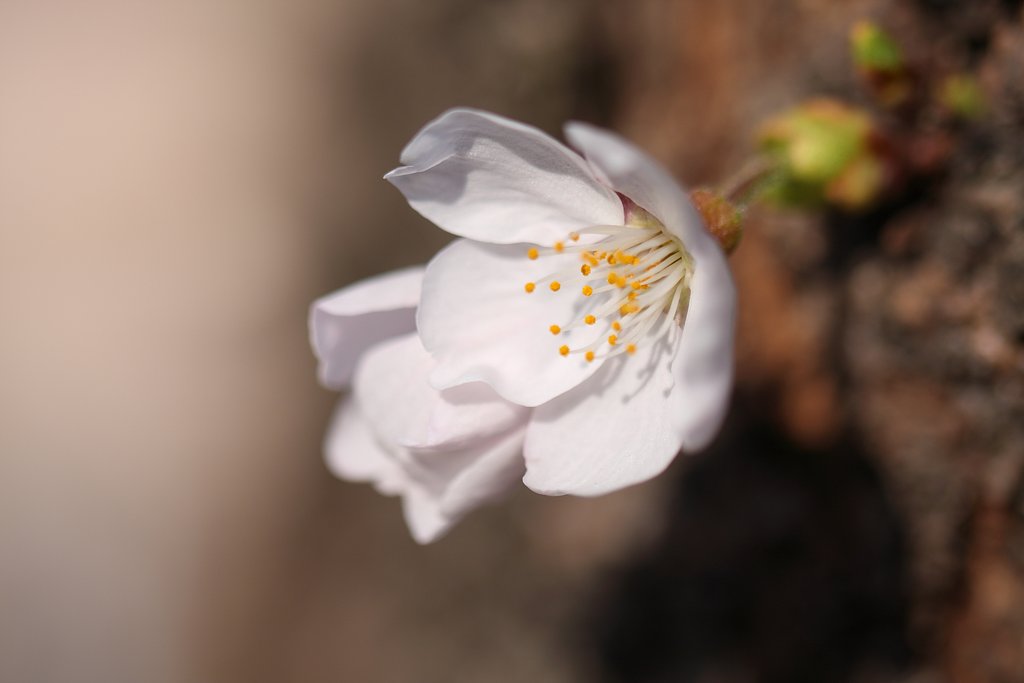 Cherry Blossom