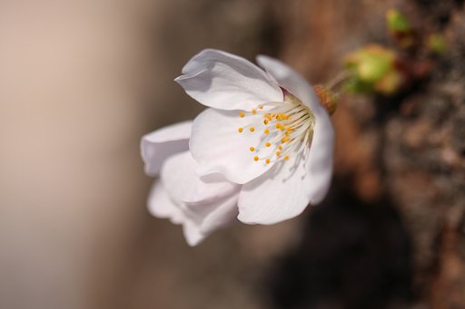 Cherry Blossom
