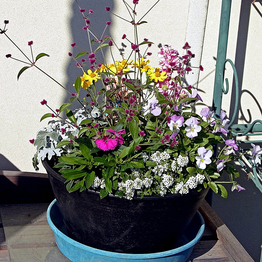 寄せ植え
