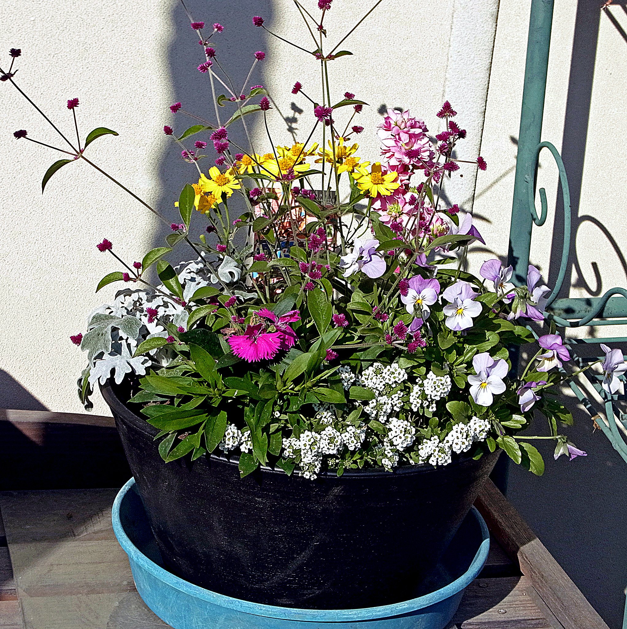 寄せ植え