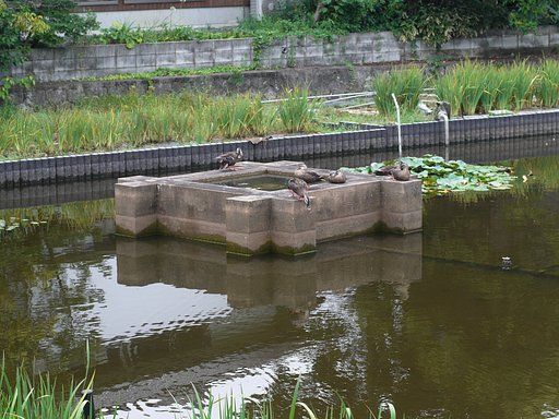 鴨が・・・・・