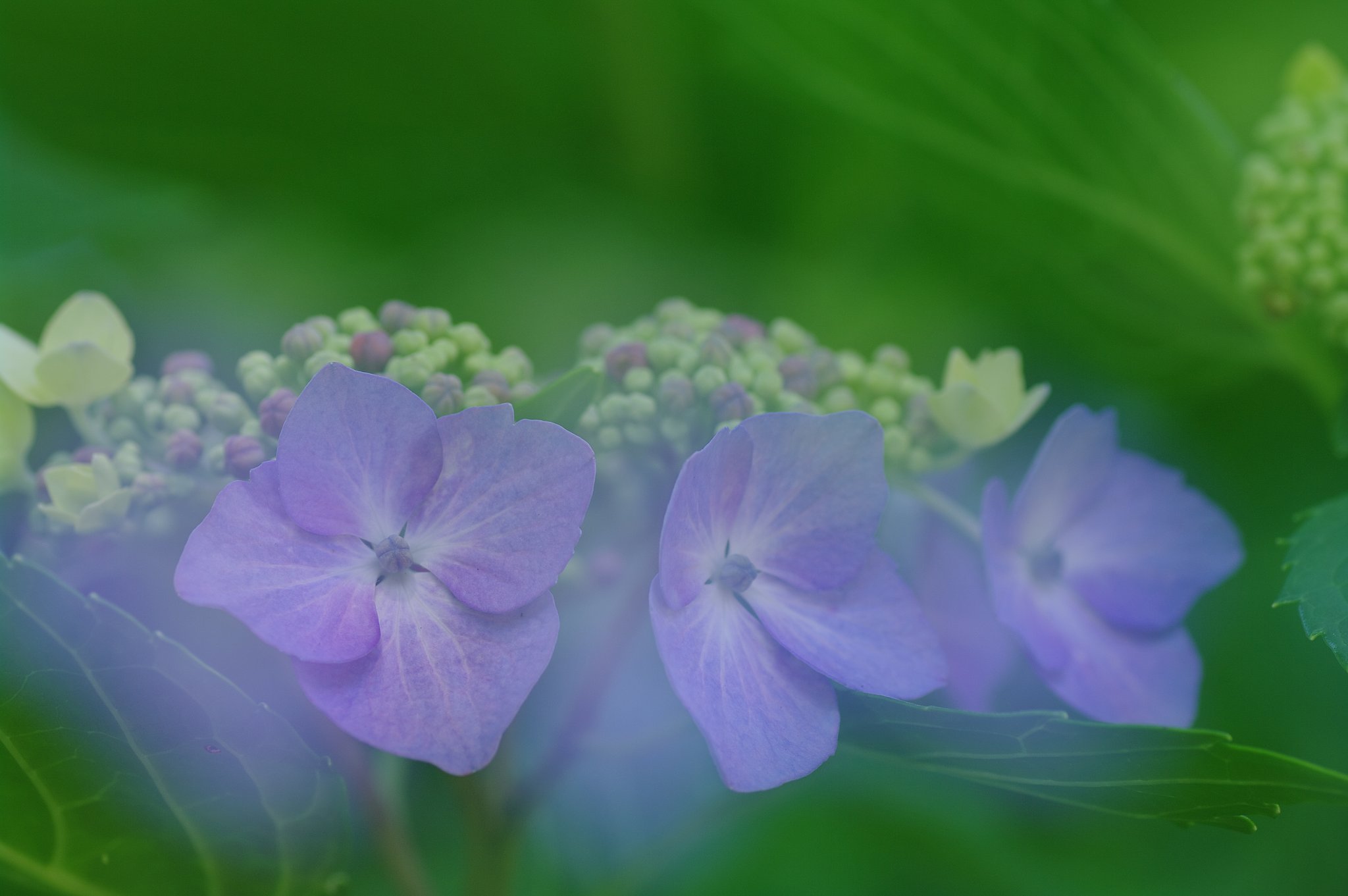 晴れの日の紫陽花