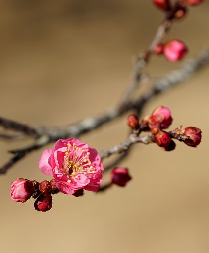 紅梅