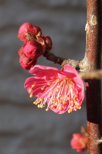 紅梅
