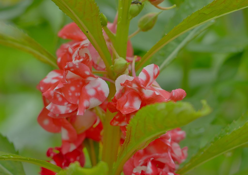 鳳仙花