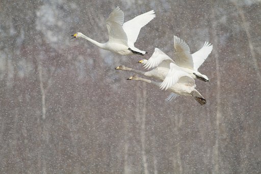 白鳥舞う