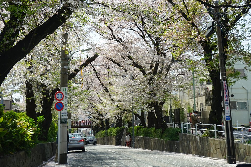 桜坂