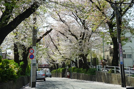 桜坂
