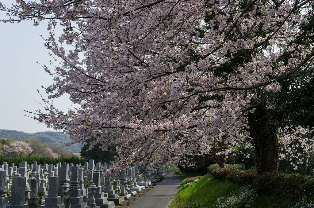 【桜花】墓場