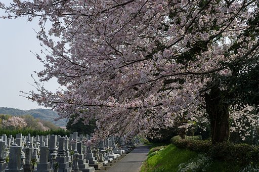 【桜花】墓場