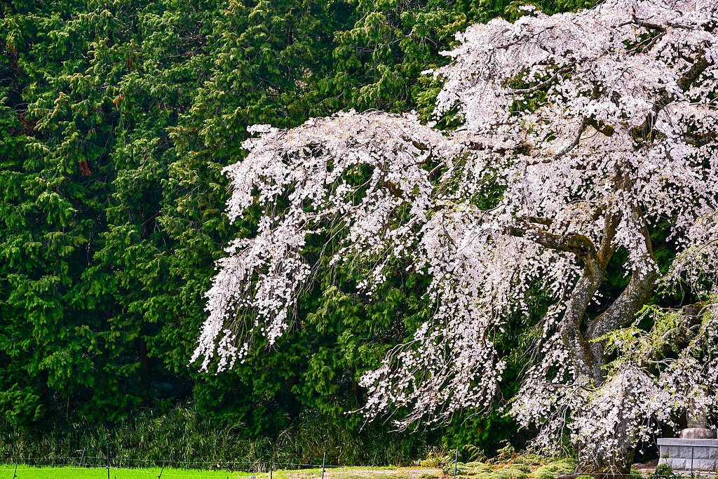 枝垂れ桜