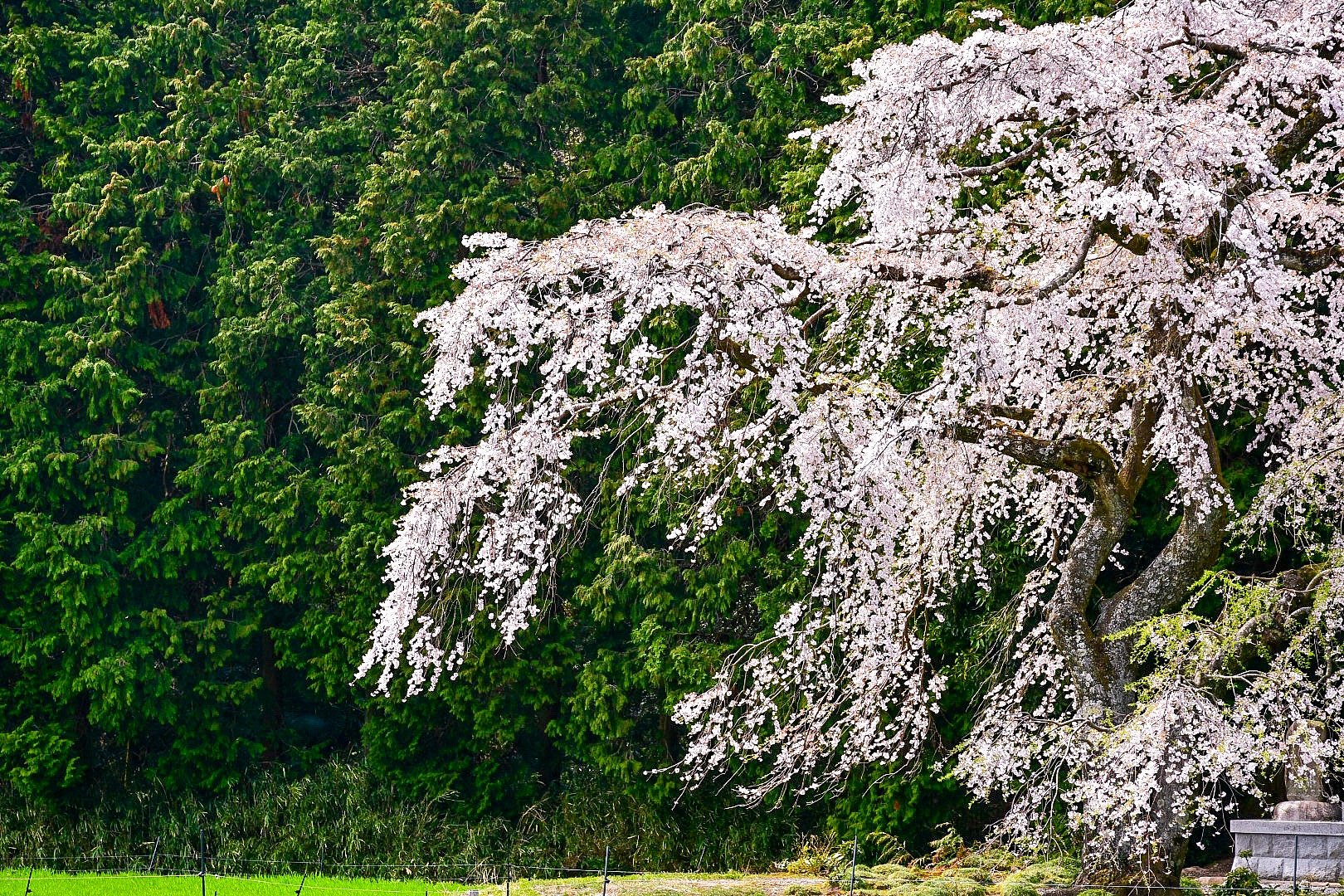 枝垂れ桜