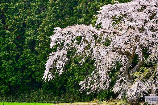 枝垂れ桜