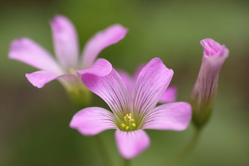 Tamron 90㎜ f2.8  macro172E