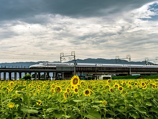 【夏】ひまわり