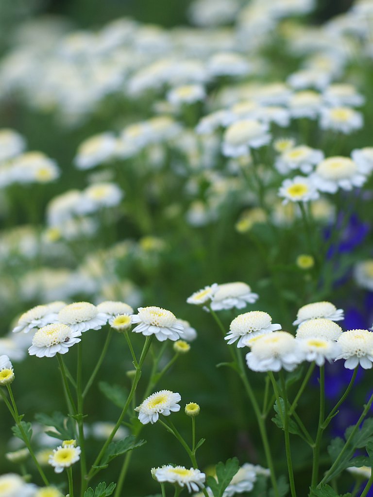 小さい菊