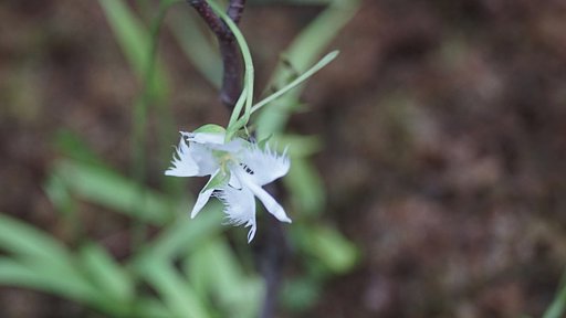 サギ草