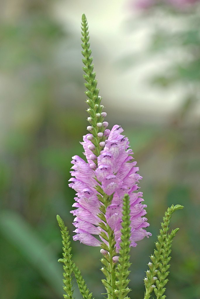 花虎の尾 ２