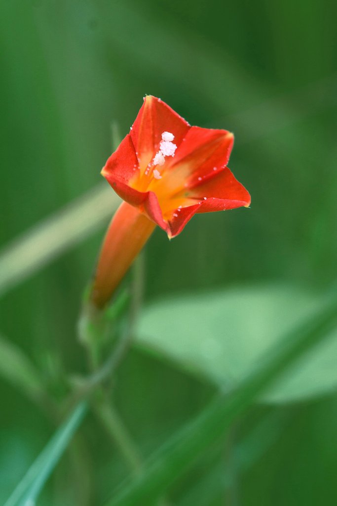 丸葉縷紅