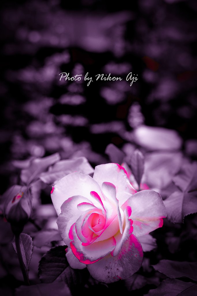Mystical Rose