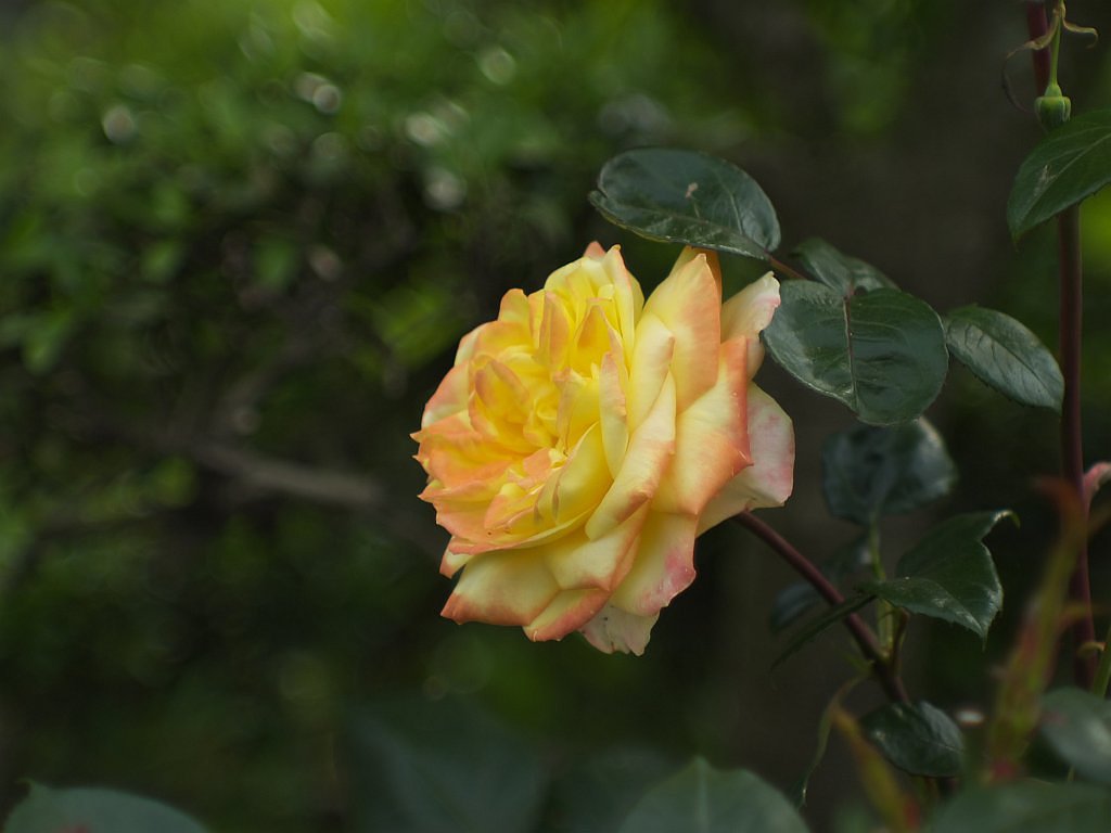 薔薇