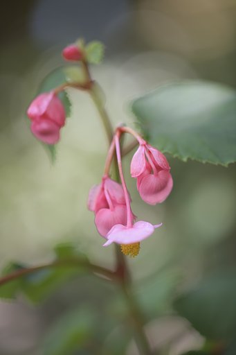 花の写真など
