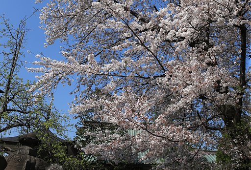 【桜花】ご町内、満開
