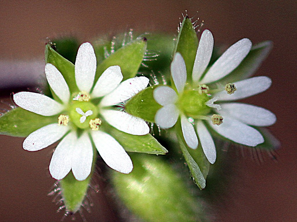 野草をトリミング